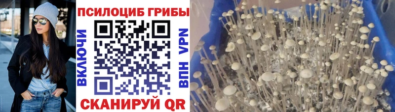 наркошоп  Уржум  Галлюциногенные грибы Psilocybine cubensis 